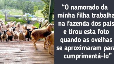 18 motivos que a Austrália é um país surpreendente 5