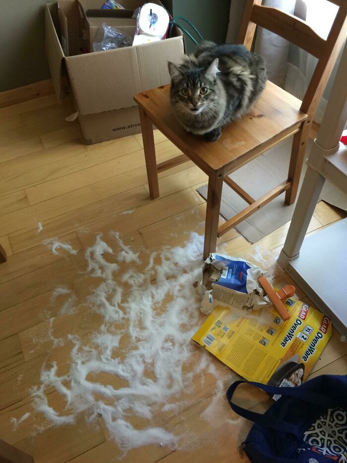 38 vezes que animais de estimação foram pegos destruindo algo 3