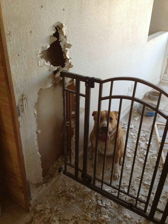 38 vezes que animais de estimação foram pegos destruindo algo 16