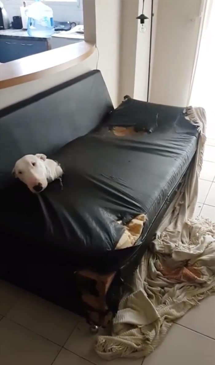 38 vezes que animais de estimação foram pegos destruindo algo 23