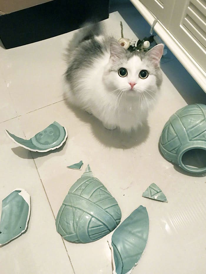 38 vezes que animais de estimação foram pegos destruindo algo 30