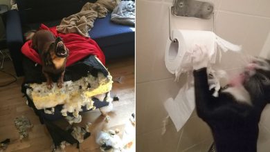 38 vezes que animais de estimação foram pegos destruindo algo 40
