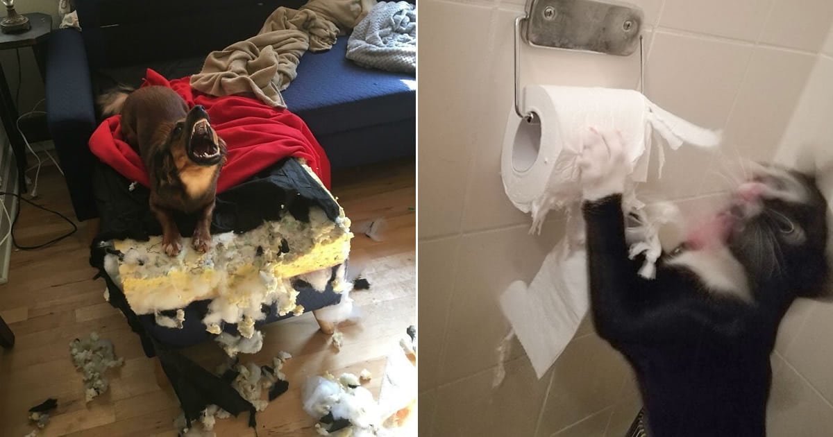 38 vezes que animais de estimação foram pegos destruindo algo