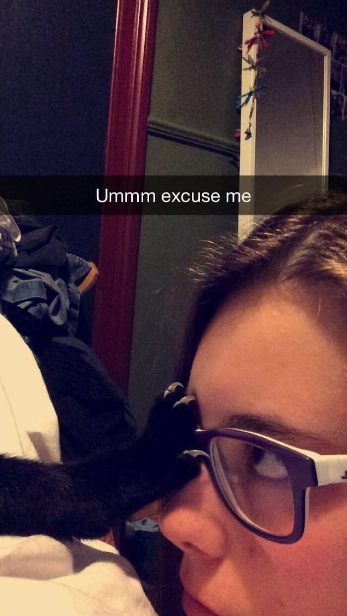 38 vezes que gatos disse um Não para o abraço 5