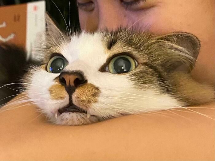 38 vezes que gatos disse um Não para o abraço 7