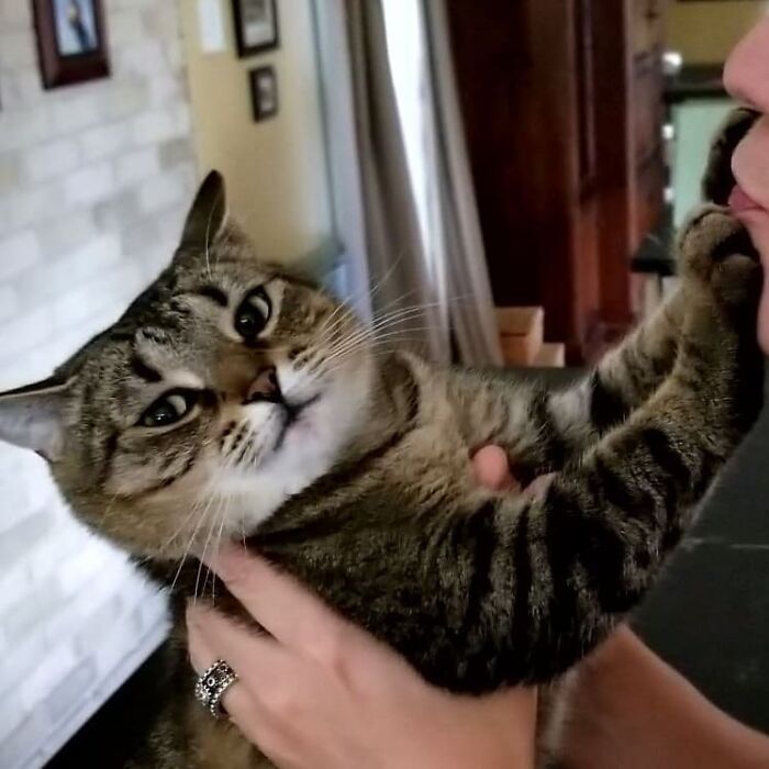 38 vezes que gatos disse um Não para o abraço 12