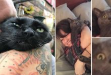 38 vezes que gatos disse um Não para o abraço 11