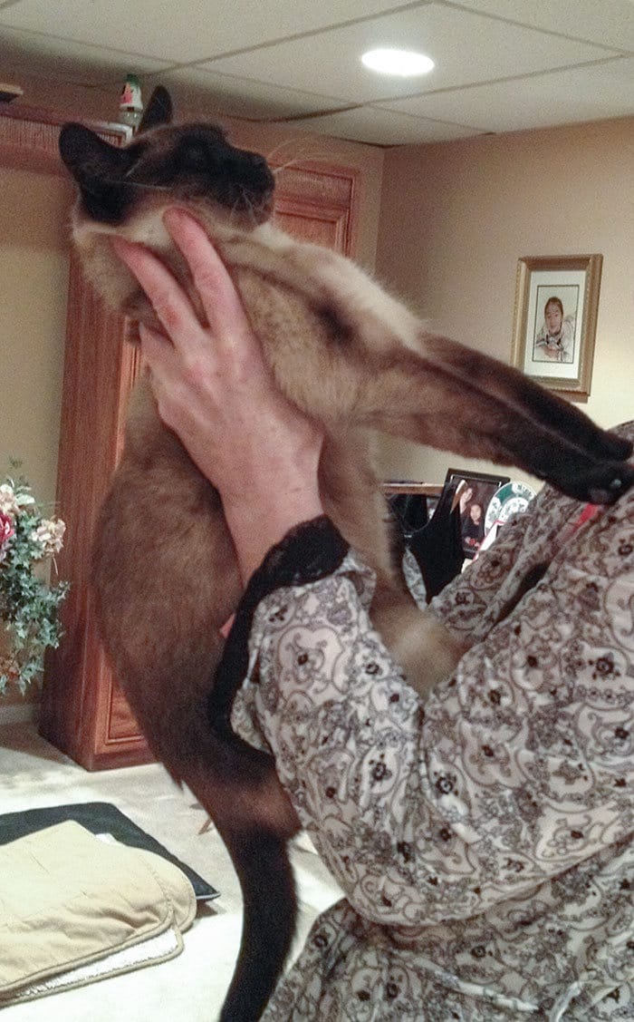 38 vezes que gatos disse um Não para o abraço 23