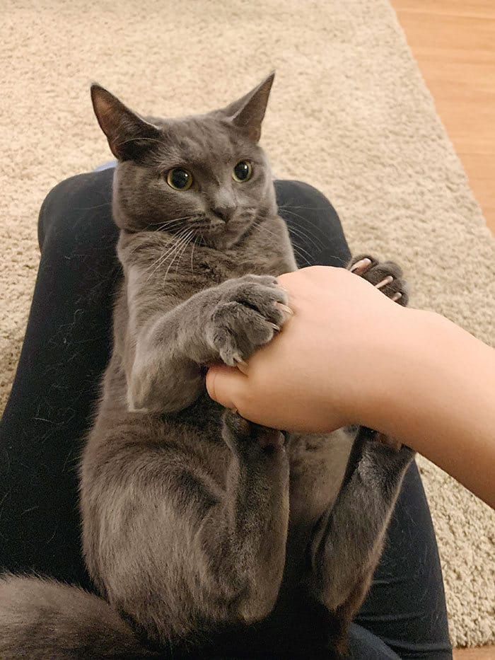 38 vezes que gatos disse um Não para o abraço 24