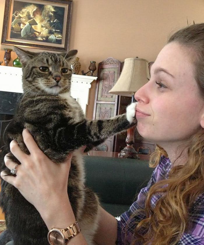 38 vezes que gatos disse um Não para o abraço 26