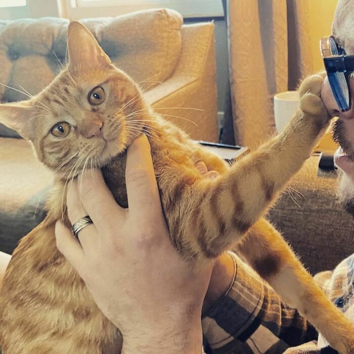 38 vezes que gatos disse um Não para o abraço 37