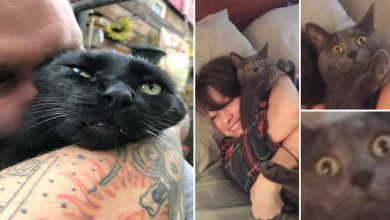 38 vezes que gatos disse um Não para o abraço 9