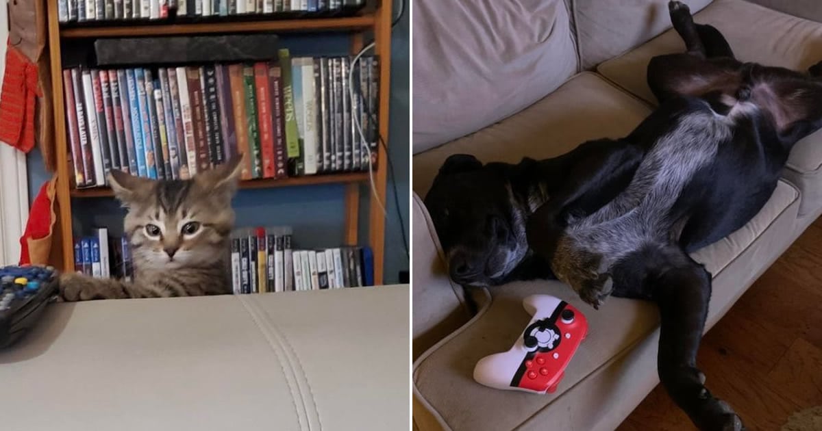 19 vezes que nossos amiguinhos foram pegos fazendo algo muito humano