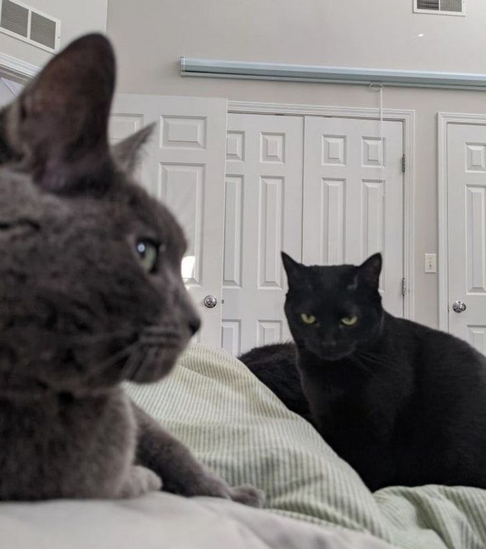 23 gatinhos sinceros que não esconder suas emoções 4