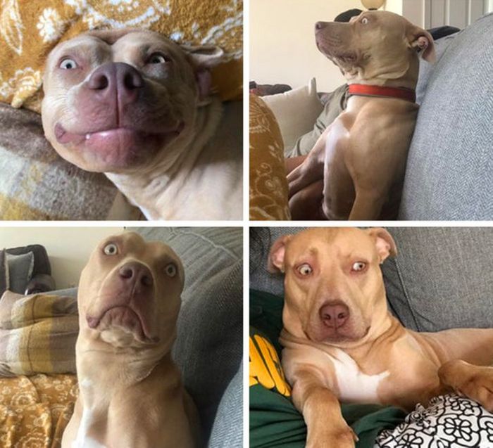 22 fotos que provam que a vida com animais nunca é chata 3 22 fotos que provam que a vida com animais nunca é chata 3