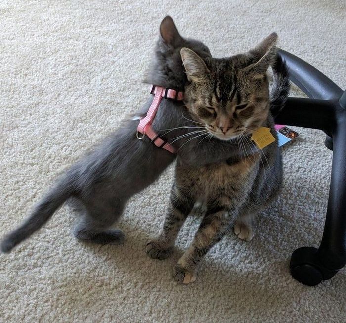 23 gatinhos sinceros que não esconder suas emoções 5
