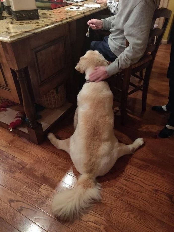 22 fotos que provam que a vida com animais nunca é chata 4 22 fotos que provam que a vida com animais nunca é chata 4
