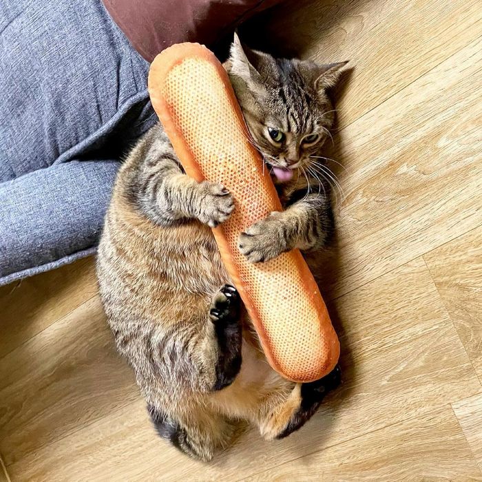 22 fotos que provam que a vida com animais nunca é chata 5 22 fotos que provam que a vida com animais nunca é chata 5