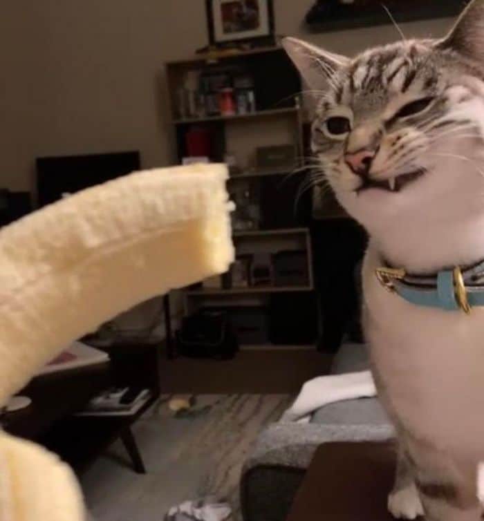 23 gatinhos sinceros que não esconder suas emoções 7