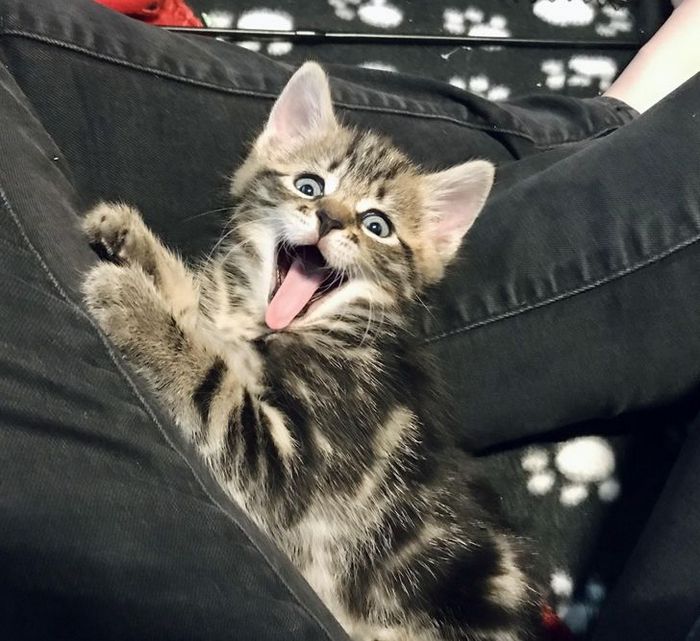 23 gatinhos sinceros que não esconder suas emoções 8