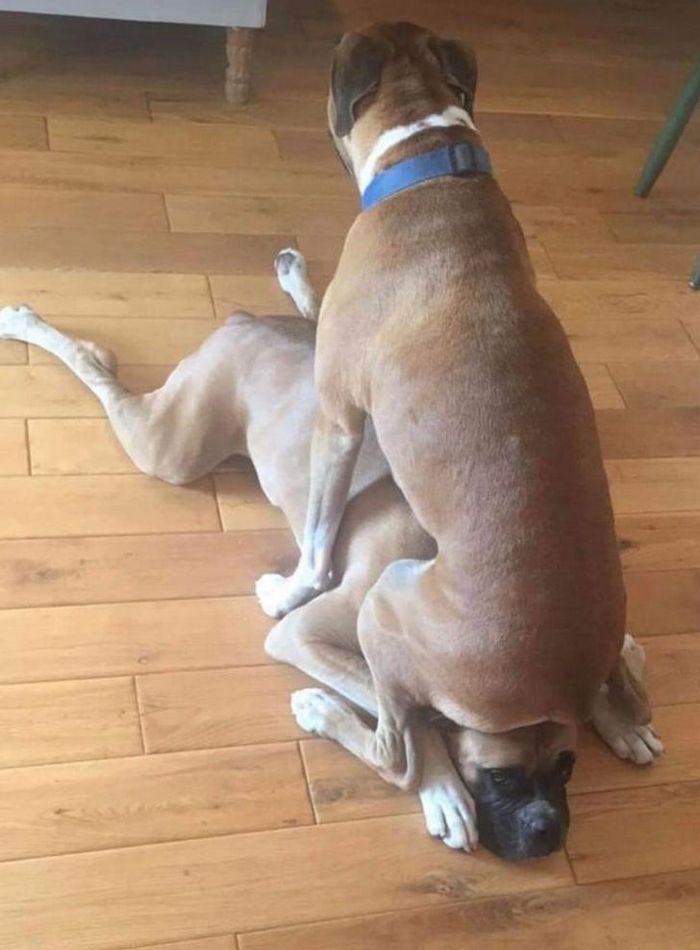 22 fotos que provam que a vida com animais nunca é chata 7 22 fotos que provam que a vida com animais nunca é chata 7