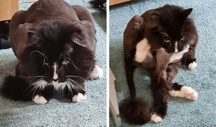 23 gatinhos sinceros que não esconder suas emoções 9