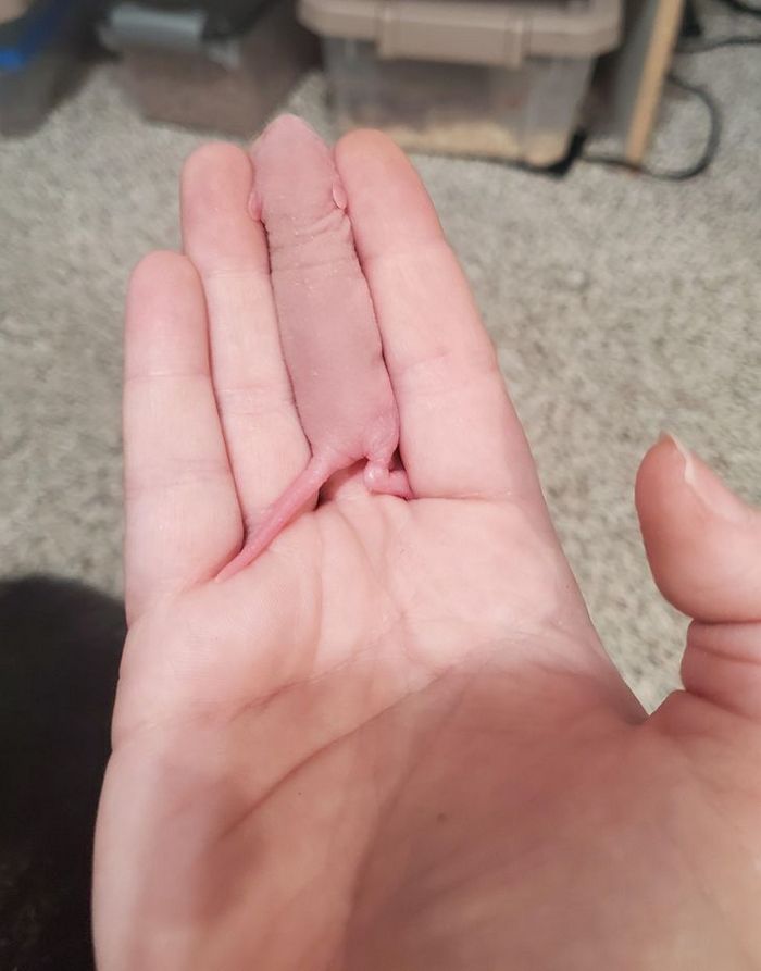 17 exemplos de camuflagem perfeita que farão qualquer ninja ficar com inveja 8