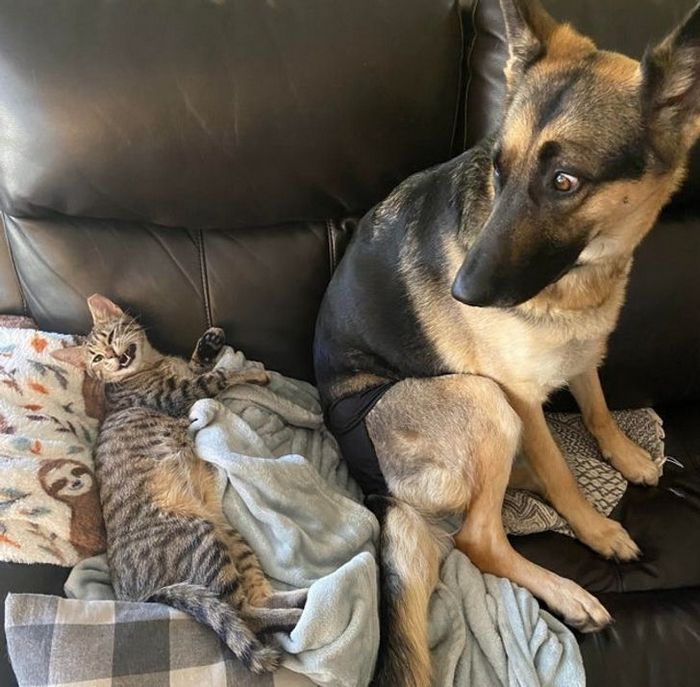 23 gatinhos sinceros que não esconder suas emoções 11