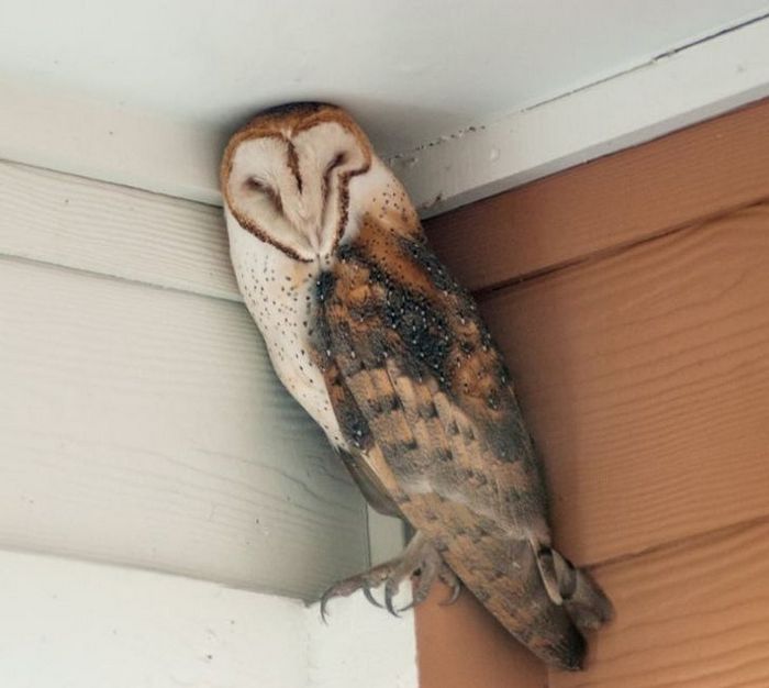 17 exemplos de camuflagem perfeita que farão qualquer ninja ficar com inveja 10