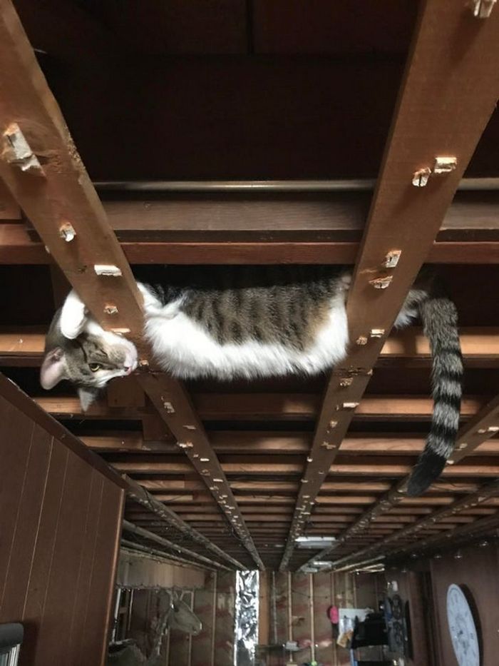 22 fotos que provam que a vida com animais nunca é chata 10 22 fotos que provam que a vida com animais nunca é chata 10