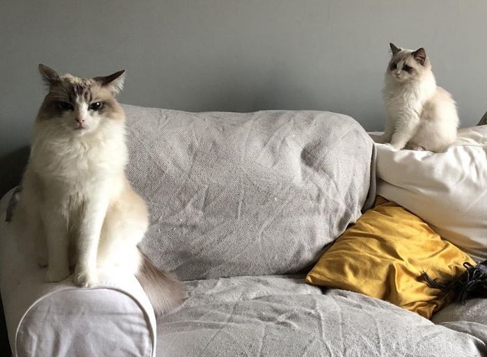 23 gatinhos sinceros que não esconder suas emoções 12