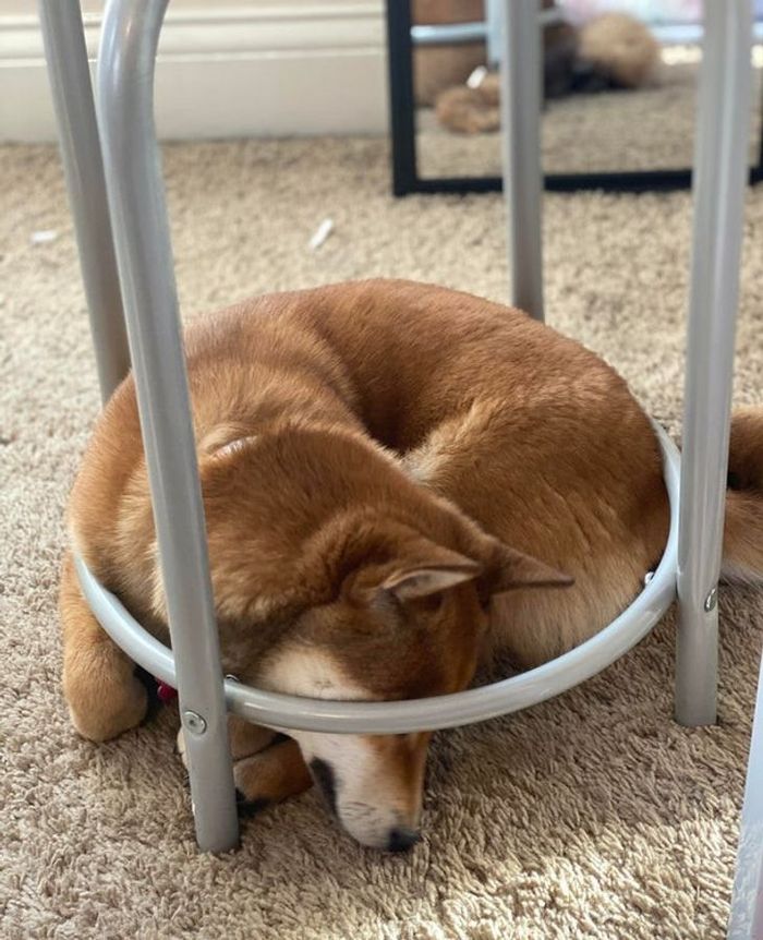 22 fotos que provam que a vida com animais nunca é chata 11 22 fotos que provam que a vida com animais nunca é chata 11