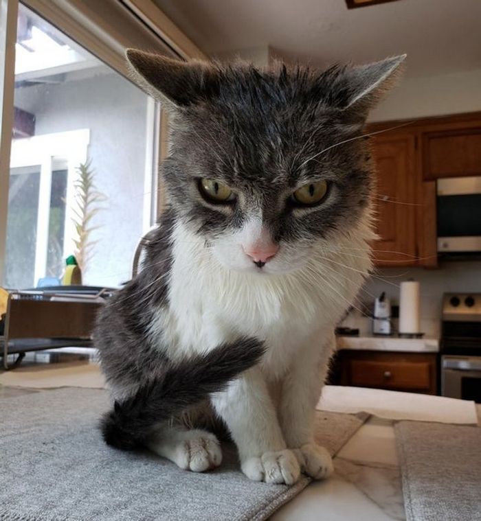 23 gatinhos sinceros que não esconder suas emoções 13