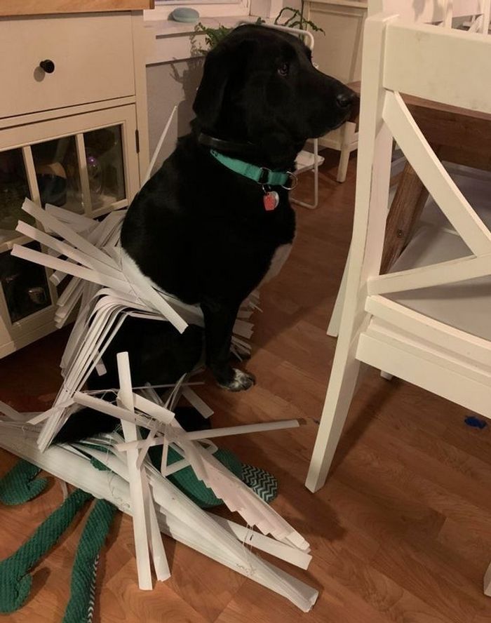 22 fotos que provam que a vida com animais nunca é chata 12 22 fotos que provam que a vida com animais nunca é chata 12