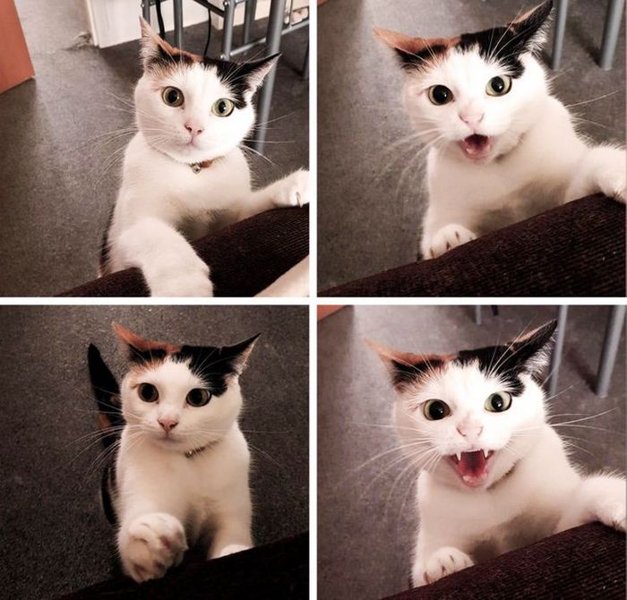 23 gatinhos sinceros que não esconder suas emoções 14