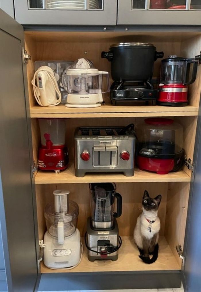 17 exemplos de camuflagem perfeita que farão qualquer ninja ficar com inveja 13