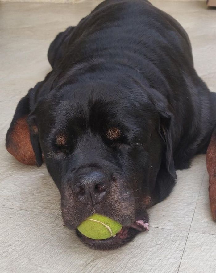 22 fotos que provam que a vida com animais nunca é chata 13 22 fotos que provam que a vida com animais nunca é chata 13