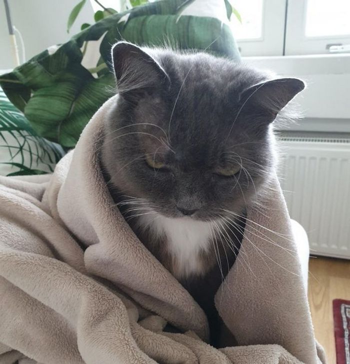 23 gatinhos sinceros que não esconder suas emoções 15