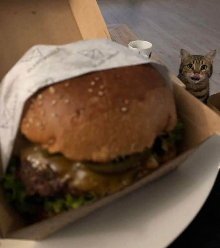 22 fotos que provam que a vida com animais nunca é chata 14 22 fotos que provam que a vida com animais nunca é chata 14