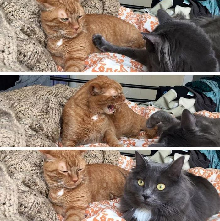 23 gatinhos sinceros que não esconder suas emoções 16