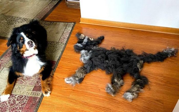 22 fotos que provam que a vida com animais nunca é chata 15 22 fotos que provam que a vida com animais nunca é chata 15
