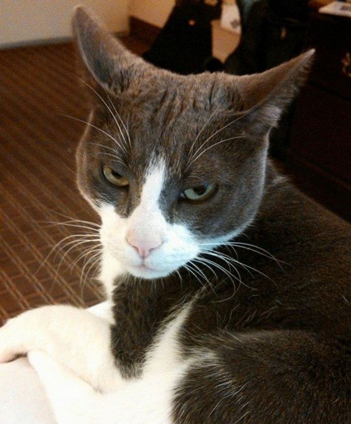 23 gatinhos sinceros que não esconder suas emoções 17