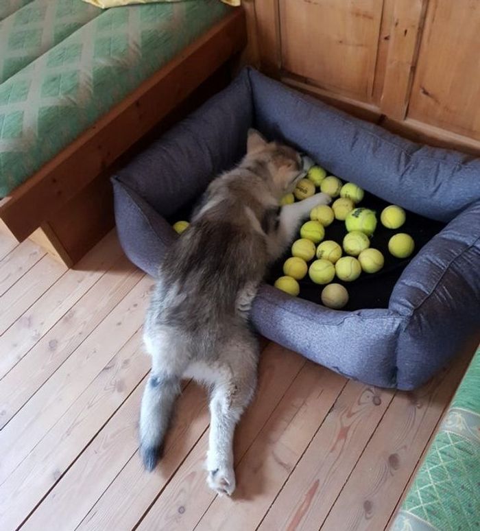 22 fotos que provam que a vida com animais nunca é chata 16 22 fotos que provam que a vida com animais nunca é chata 16