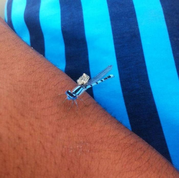 17 exemplos de camuflagem perfeita que farão qualquer ninja ficar com inveja 17