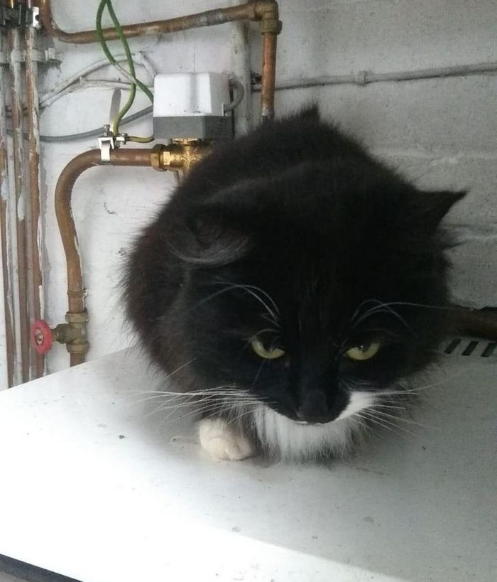 23 gatinhos sinceros que não esconder suas emoções 19