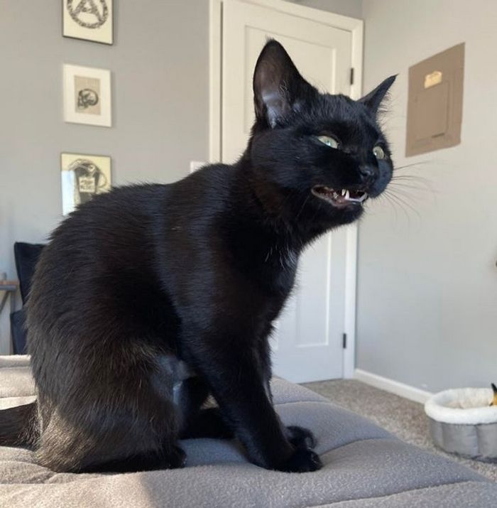23 gatinhos sinceros que não esconder suas emoções 20