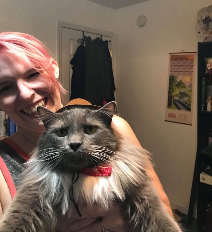 23 gatinhos sinceros que não esconder suas emoções 21