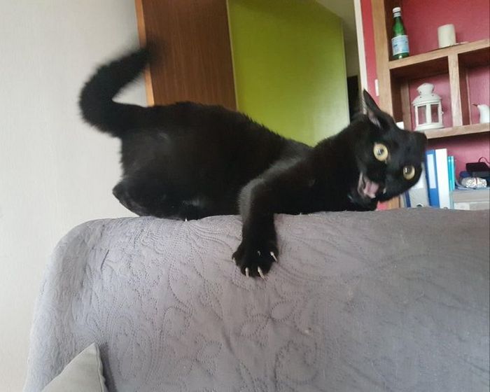 23 gatinhos sinceros que não esconder suas emoções 22