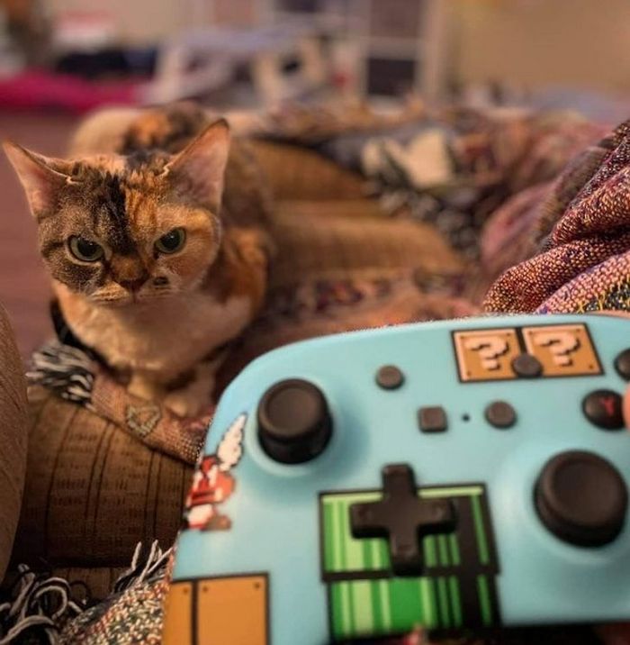 23 gatinhos sinceros que não esconder suas emoções 23