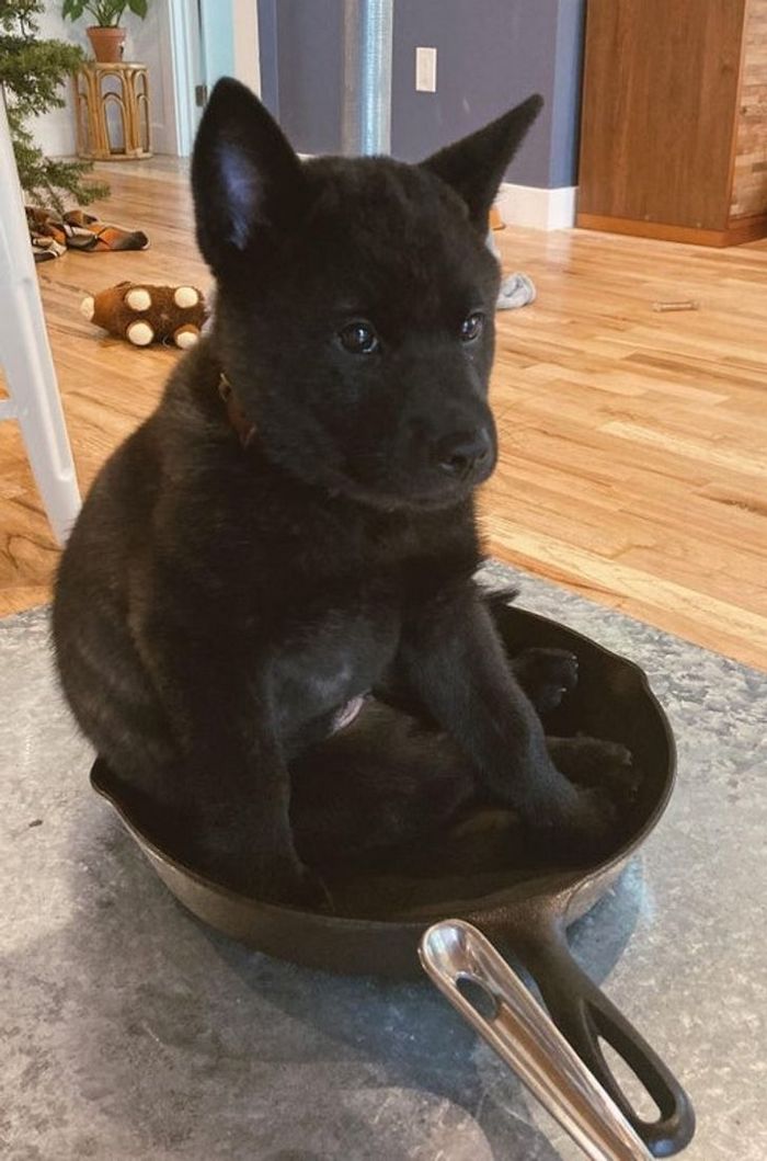 22 fotos que provam que a vida com animais nunca é chata 22 22 fotos que provam que a vida com animais nunca é chata 22